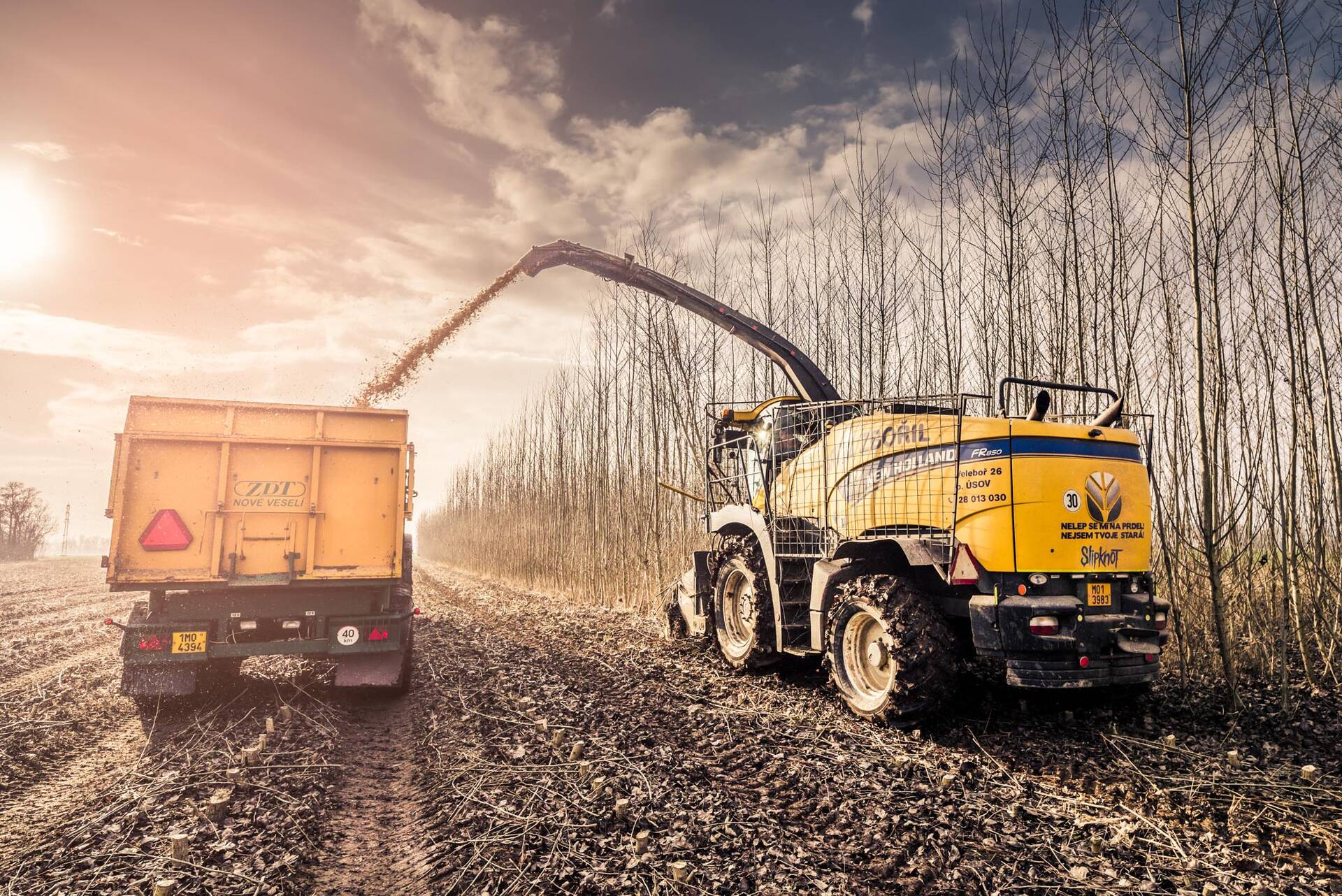 Sklizeň japonského topolu s řezačkou New Holland FR850